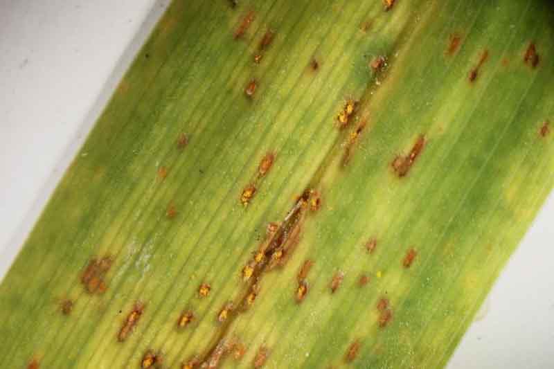 daylily rust (Puccinia hemerocallidis Thüm.)