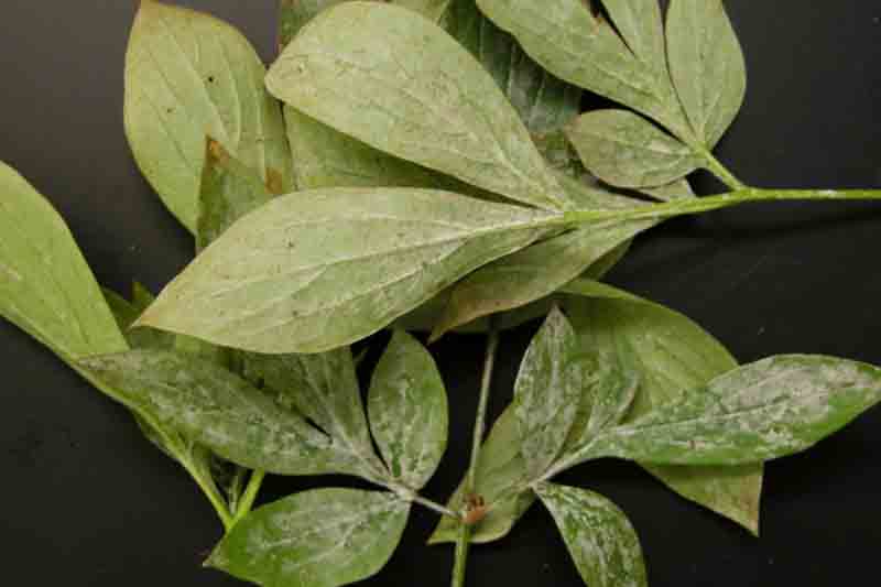Powdery mildew on peony foliage