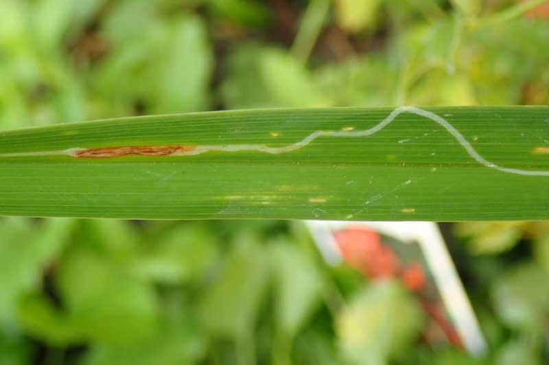Daylily leafminer