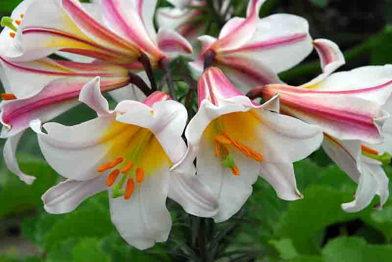 Lilium 'Regale', Lily 'Regale', Regal Lily, King's Lily, Royal Lily, Summer Bulb, White Lilies, Fragrant Lilies, Trumpet Lilies, Lily Flower, Lily Flowers