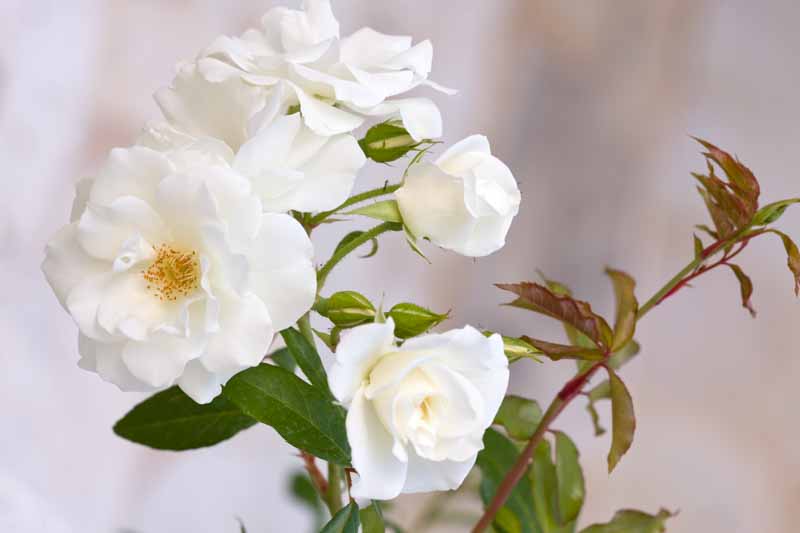Rose 'Iceberg', Rosa 'Iceberg', Floribunda Rose 'Iceberg', Cluster Rose 'Iceberg', Rosa 'Korbin', Rosa 'Fee des Neiges', Rosa 'Schneewittchen', White roses, very fragrant roses, Shrub roses, Rose bushes, Climbing Roses, Garden Roses