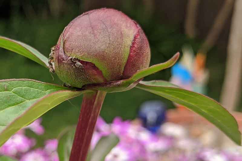 Ants on peony flower bud