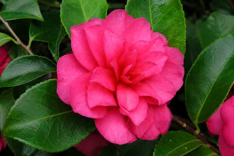 Camellia Chansonette Landscape format