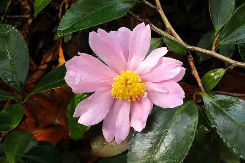 Camellia Winter Rose, Dewy Pink Blossom in Woodland Foliage