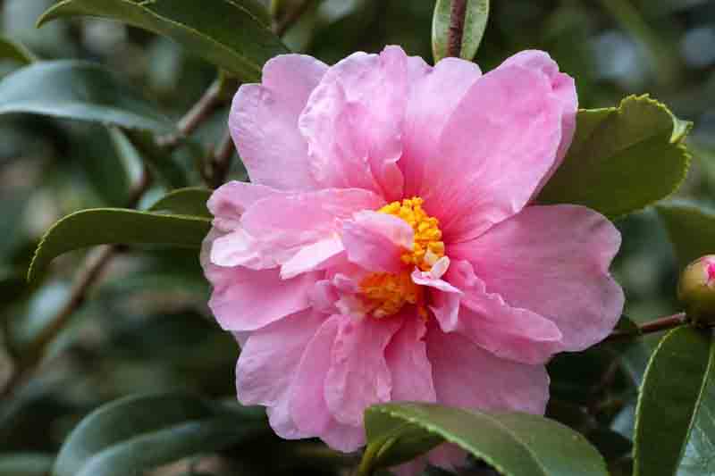 Camellia Winter's Charm