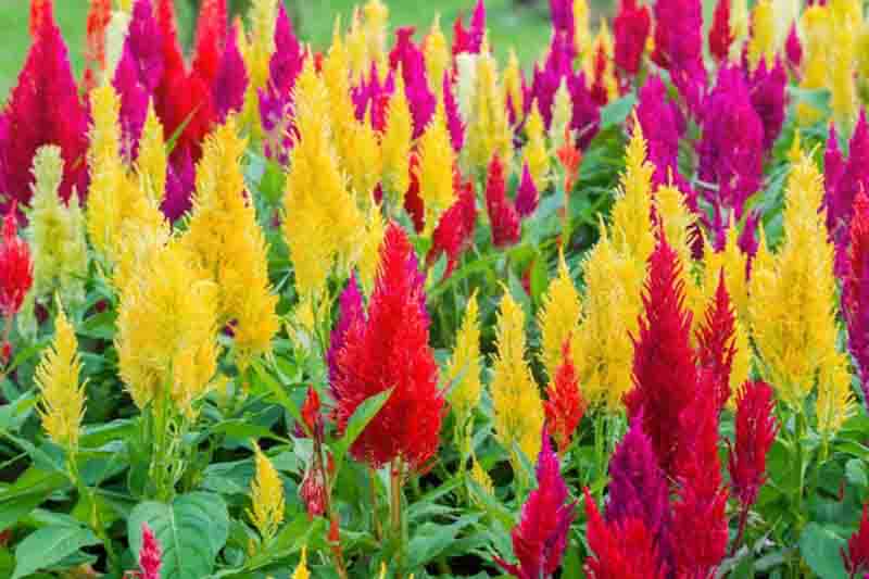 Celosia, Cockscomb, Plume Celosia, Feather Celosia, Celosia cristata, Celosia plumosa, Celosia spicata