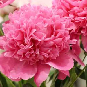 Paeonia Lactiflora 'Edulis Superba', Peony 'Edulis Superba', 'Edulis Superba' Peony, Chinese Peony 'Edulis Superba', Garden Peony 'Edulis Superba', Pink Peonies, Pink Flowers
