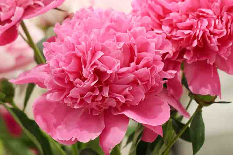 Paeonia Lactiflora 'Edulis Superba', Peony 'Edulis Superba', 'Edulis Superba' Peony, Chinese Peony 'Edulis Superba', Garden Peony 'Edulis Superba', Pink Peonies, Pink Flowers