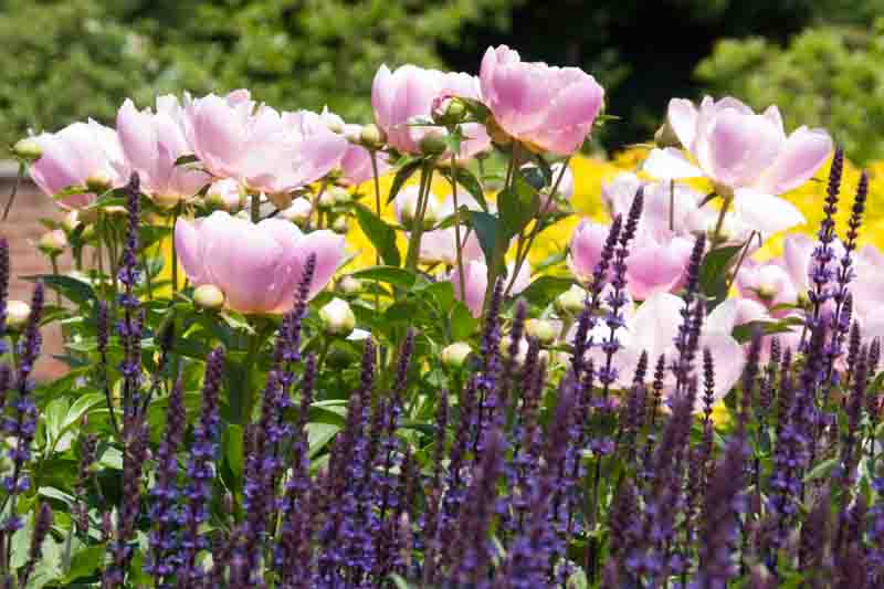 Paeonia lactiflora Soft Salmon Joy, Salvia in a garden