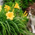 Daylilies are toxic to cats