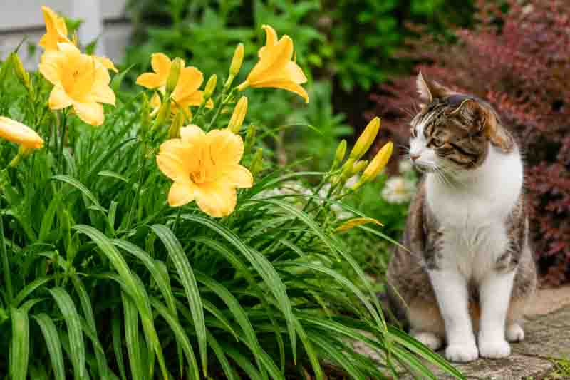 Daylilies are toxic to cats