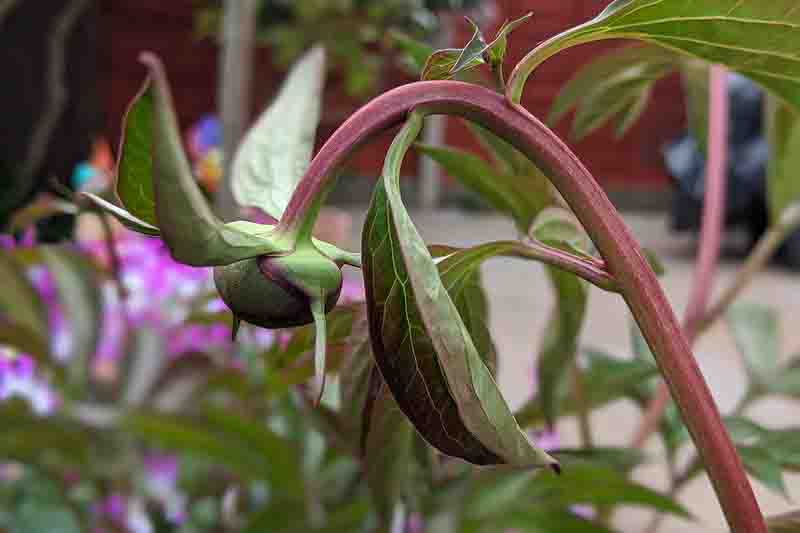 Drooping peony bud, Peony Stems Suddenly Collapse