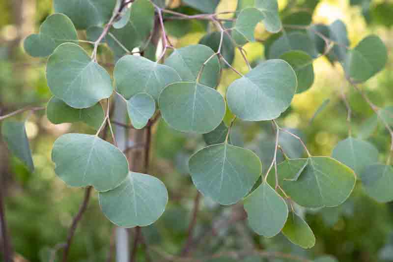 Eucalyptus polyanthemos leaves, Red Box, Silver Dollar Gum, Silver Dollar Eucalyptus