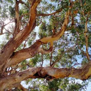 Eucalyptus polyanthemos tree, Red Box, Silver Dollar Gum, Silver Dollar Eucalyptus
