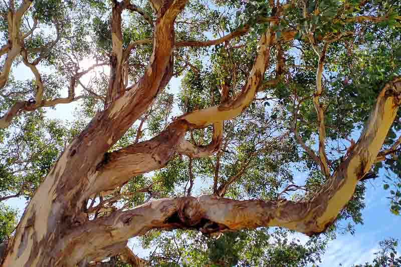 Eucalyptus polyanthemos tree, Red Box, Silver Dollar Gum, Silver Dollar Eucalyptus