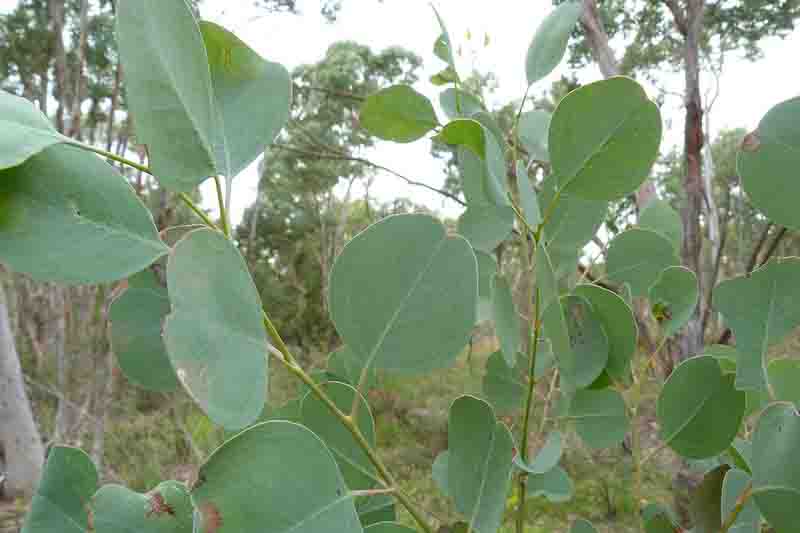 Eucalyptus polyanthemos leaves, Red Box, Silver Dollar Gum, Silver Dollar Eucalyptus