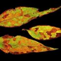 Foliar nematodes (Aphelenchoides spp.)