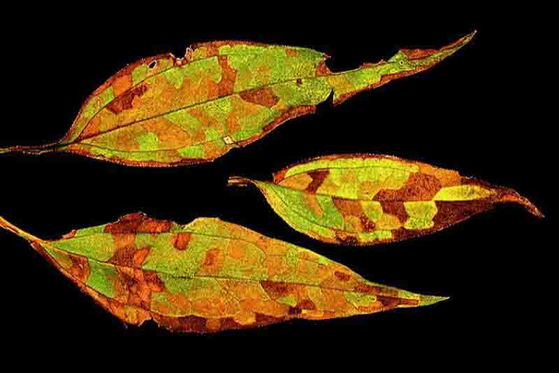 Foliar nematodes (Aphelenchoides spp.)