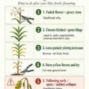 Gardenia’s Lily After-Bloom Guide