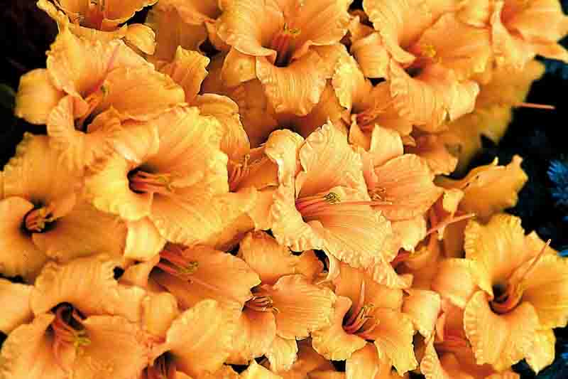 Hemerocallis Bertie Ferris, Bertie Ferris Daylily, Yellow Daylily, Yellow Daylilies