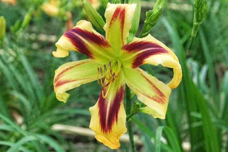 Hemerocallis Free Wheelin, Free Wheelin Daylily, Bicolor Daylily