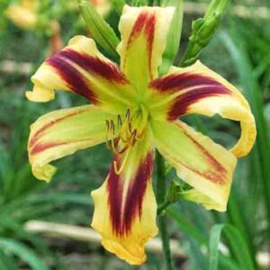 Hemerocallis Free Wheelin, Daylily Free Wheelin, Extra early daylily