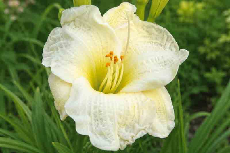 Hemerocallis Gentle Shepherd, Ruffled White Daylily in Bloom