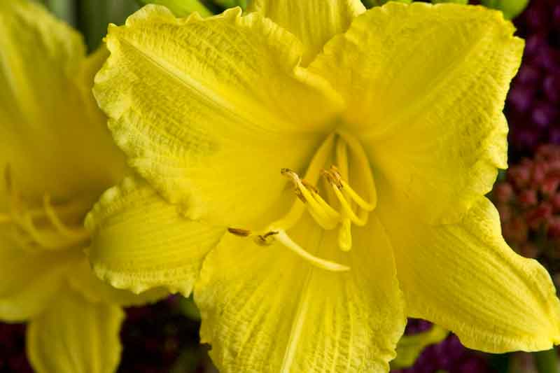 Hemerocallis 'Happy Returns' yellow reblooming daylily