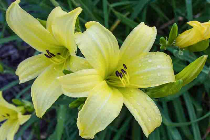 Hemerocallis 'Hyperion' fragrant yellow daylily