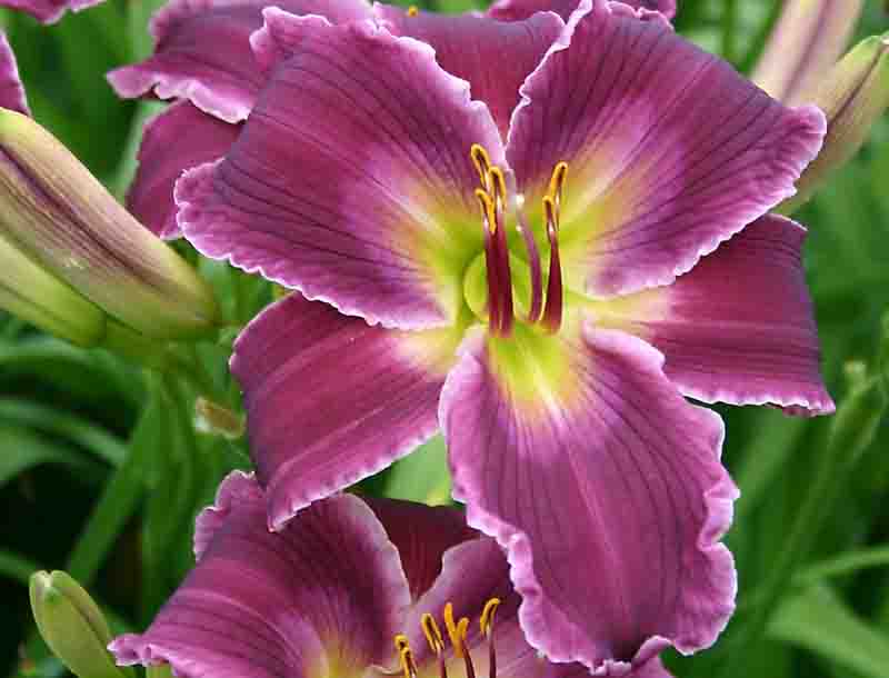 Hemerocallis Indian Giver, Indian Giver Daylily, Purple Daylily, Purple Daylilies