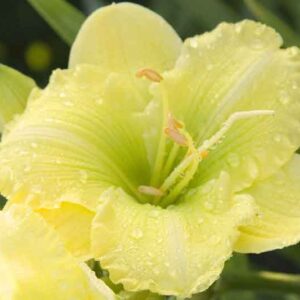 Hemerocallis Irish Envy, Daylily Irish Envie, Early season daylily, yellow daylily