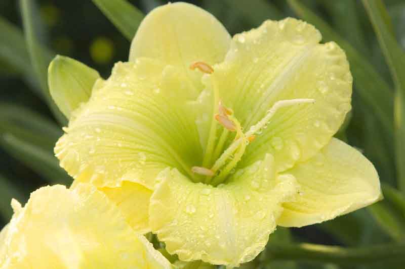 Hemerocallis Irish Envy, Daylily Irish Envie, Early season daylily, yellow daylily