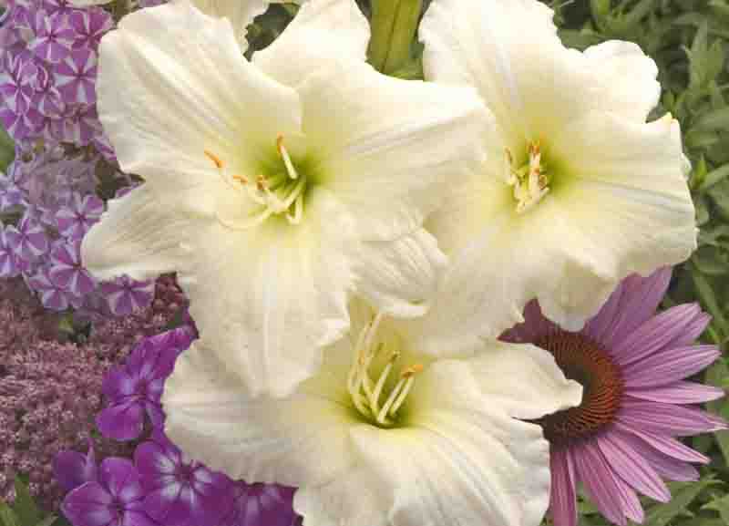 Hemerocallis 'Joan Senior' near-white daylily