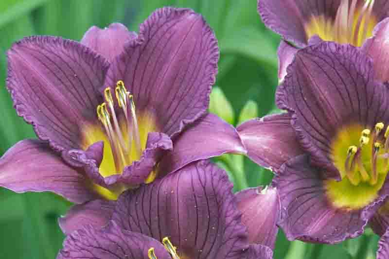 Hemerocallis 'Little Grapette' purple daylily