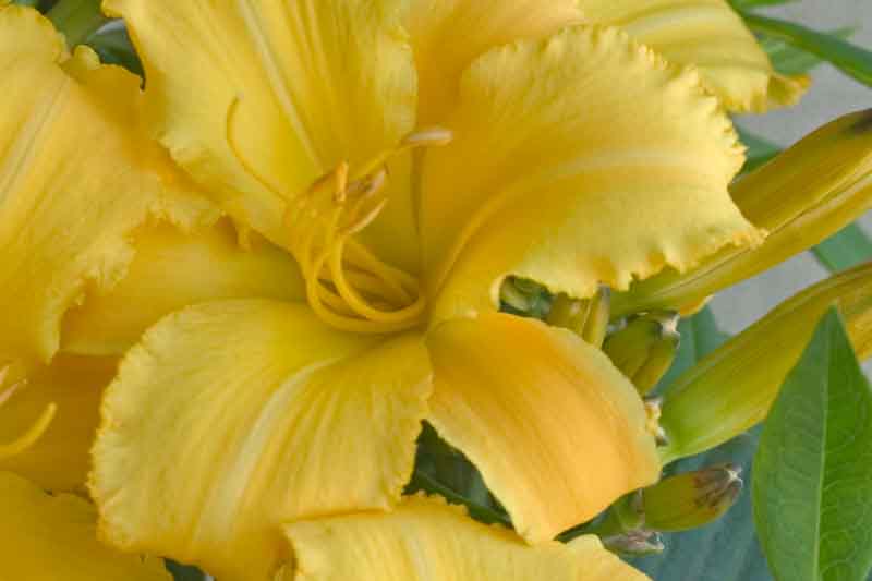 Hemerocallis 'Mary Todd' yellow daylily