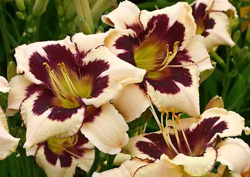 Hemerocallis Moonlit Masquerade, Moonlit Masquerade Daylily, Bicolor Daylily, Bicolor Daylilies