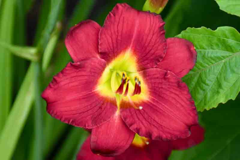 Hemerocallis 'Pardon Me' red daylily