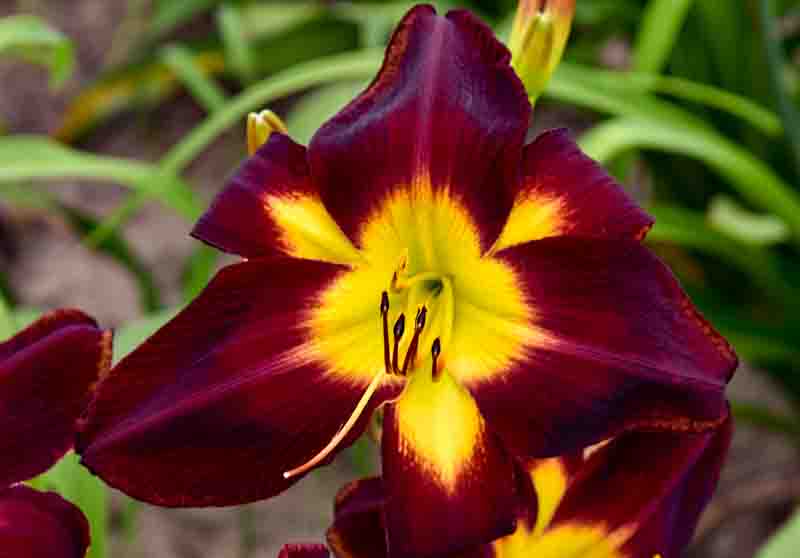 Hemerocallis 'Persian Ruby' ruby-red daylily