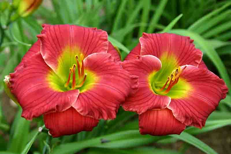 Hemerocallis Red Hot Returns, Daylily Red Hot Returns, Day Lily Red Hot Returns, Red Hot Returns 