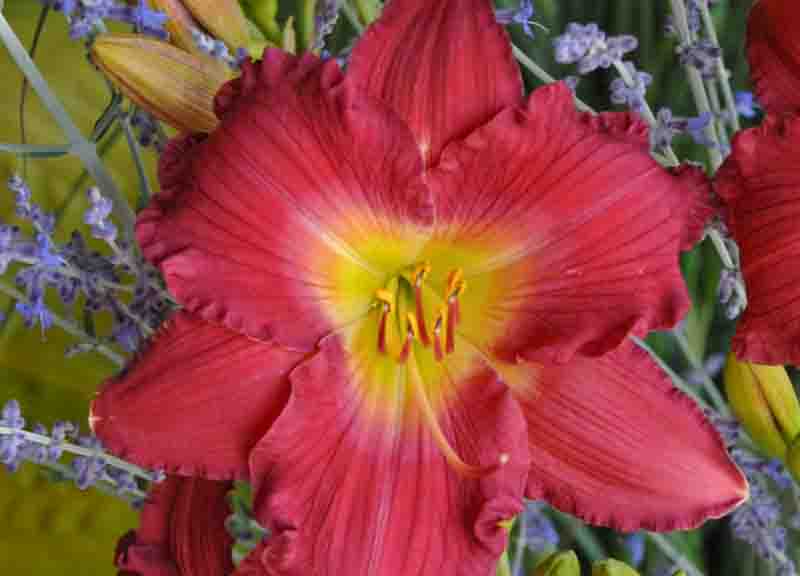 Hemerocallis 'Romantic Returns' pink reblooming daylily