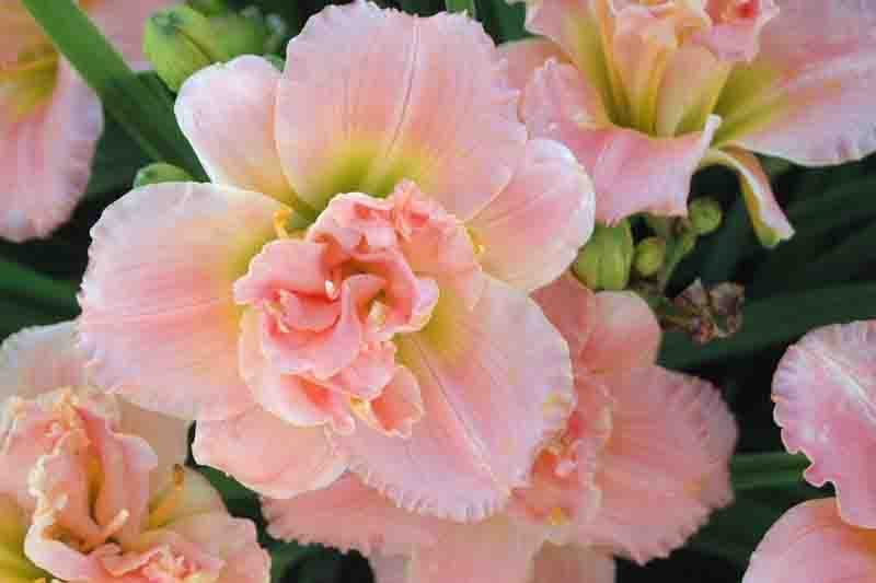 Hemerocallis Siloam Double Classique, iloam Double Classique Daylily, Pink Daylily, Pink Daylilies