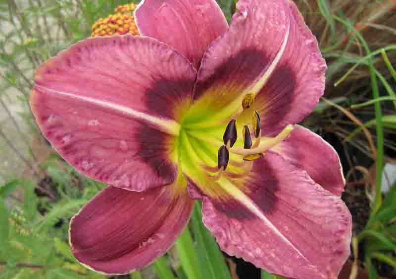 Hemerocallis Always Afternoon, Always Afternoon Daylily, Purple Daylily, Pink Daylily