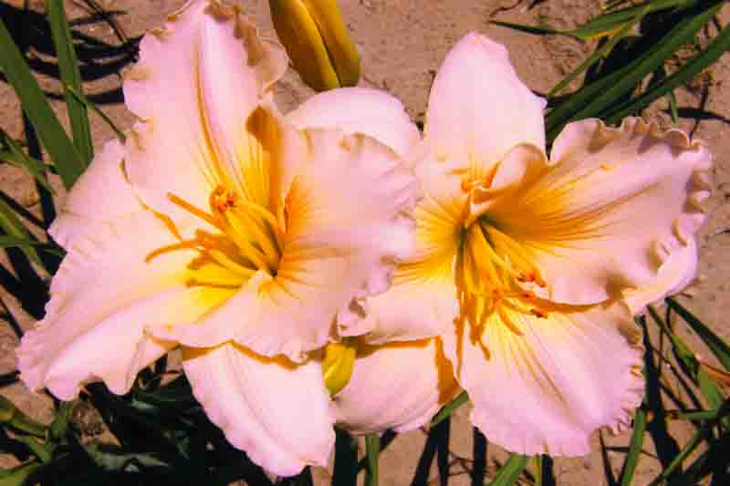 Hemerocallis Fairy Tale Pink, Fairy Tale Pink Daylily, Pink Daylily, Pink Daylilies