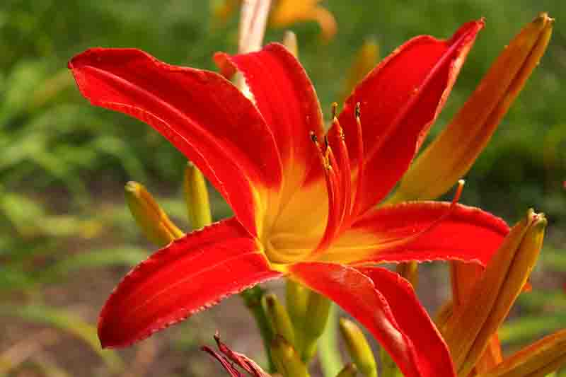 Hemerocallis Bess Ross, Bess Ross Daylily, Red Daylily, Red Daylilies