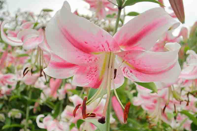 Lilium Anastasia Orienpet lily