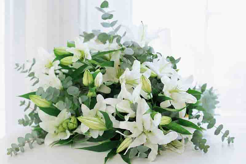 Lilium Casa Blanca, Lily Casa Blanca, White Lily