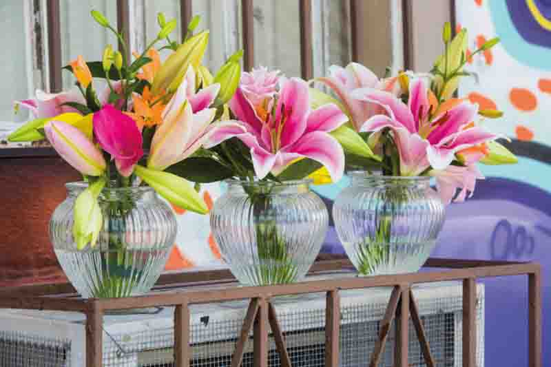 When do lilies bloom, Lily calendar