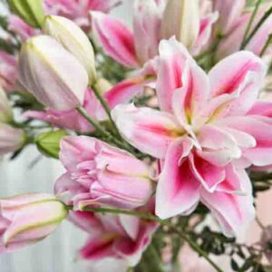 How Long Do Lilies Bloom? Extend the Lily Season