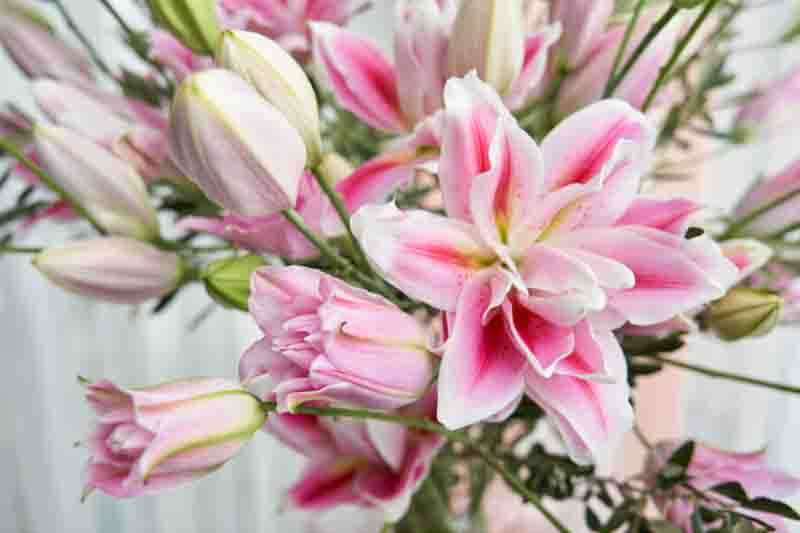 How Long Do Lilies Bloom? Extend the Lily Season