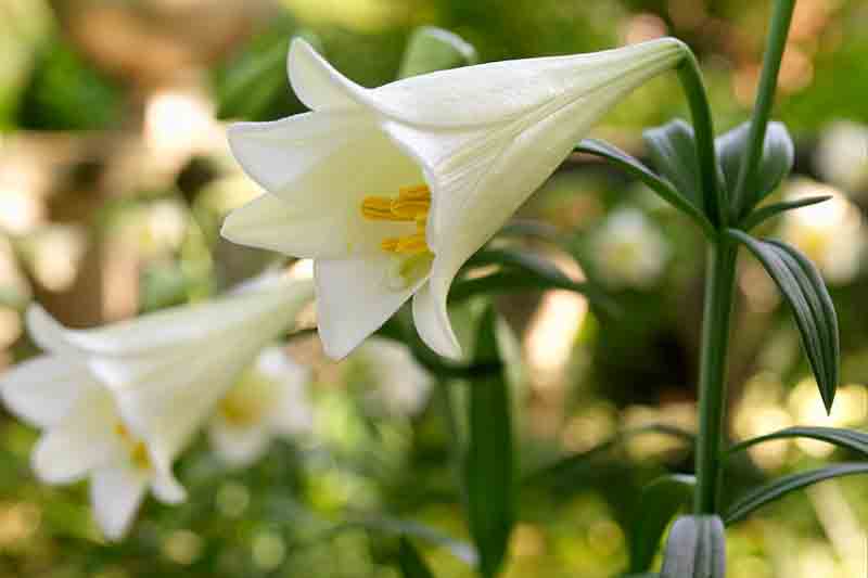 Lilium Longiflorum 'White American'